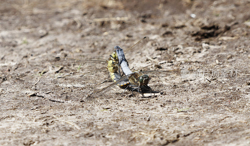 黑尾蜻蜓(Orthetrum cancellatum)交配